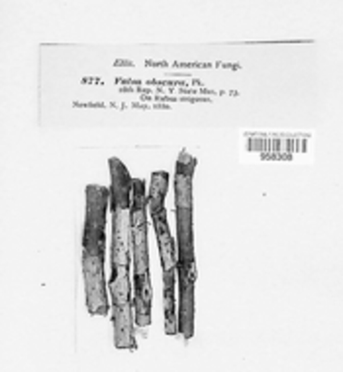 Anisogramma vepris image